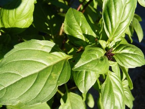 holy basil 300x225 PMS Symptoms May Improve With Tulsi, Ancient Revered Indian Herb Lowers Cortisol